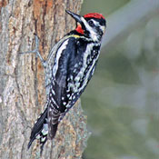 Red-naped Sapsucker thumbnail